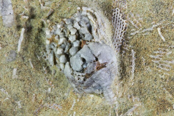 Tiny Platycrinites Crinoid - Crawfordsville, Indiana #94799